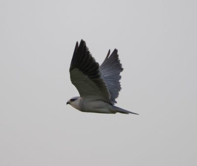 21. Black-winged Kite - Elanus caeruleus (Desfontaines, 1789)