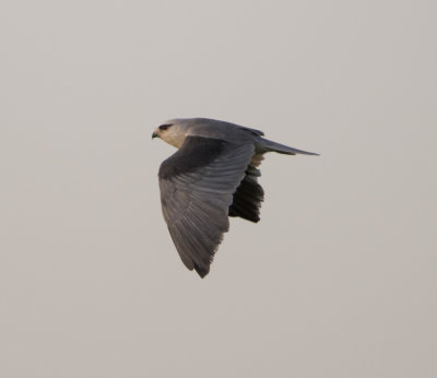 21. Black-winged Kite - Elanus caeruleus (Desfontaines, 1789)