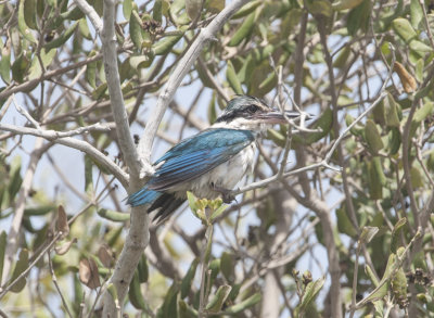 2. Arabian Collared Kingfisher - Todiramphus chloris kalbaensis