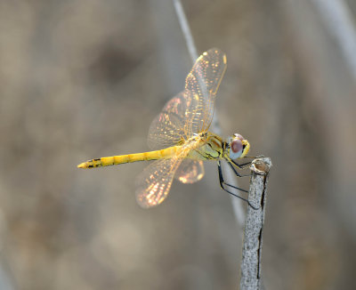 14. Sympetrum fonscolombii (Selys, 1840), Red-veined Darter