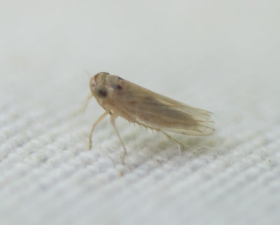 Cicadellidae gen. sp.