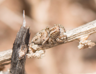 4. Langona pallida (Prószynski, 1993) - female