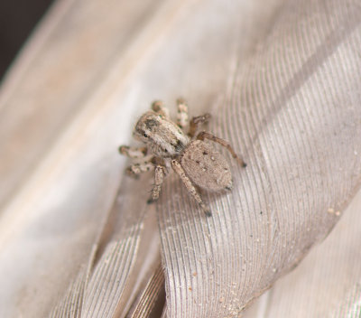 4. Langona pallida (Prószynski, 1993) - female