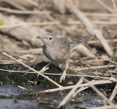 D85_3044_03 GMwest Timi 1 Arabian Babbler adult female.jpg