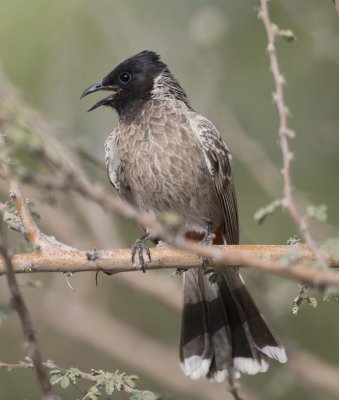 1. Red-vented Bulbul - Pycnonotus cafer