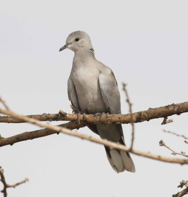 3. Eurasian Collared Dove - Streptopelia decaocto