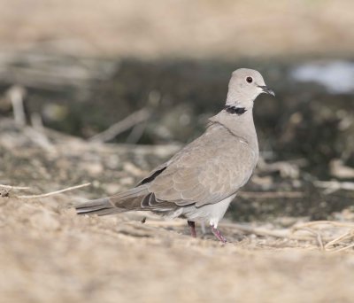 3. Eurasian Collared Dove - Streptopelia decaocto