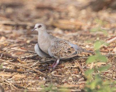 2. European Turtle Dove - Streptopelia turtur