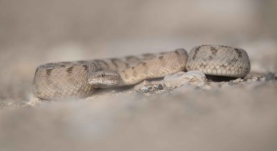 1. Oman Saw-scaled Viper - Echis omanensis