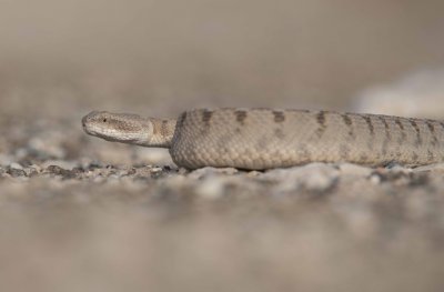 1. Oman Saw-scaled Viper - Echis omanensis