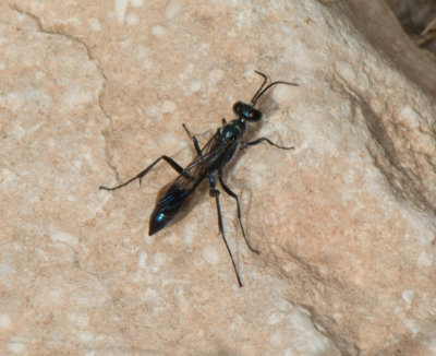 9. Chalybion flebile (Lepeletier, 1845) - Blue Mud Dauber