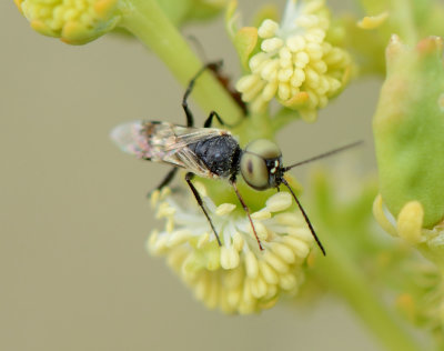 16. Dryudella arabica (Schmid-Egger, 2014)