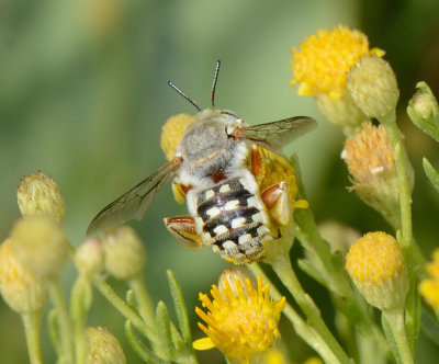 3. Anthidium tesselatum (Klug, 1832) - male