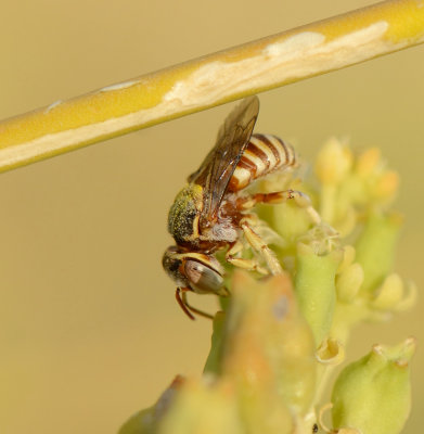 4. Anthidium amabile (Alfken, 1932)