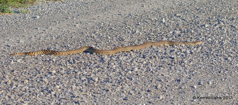 Bullsnake, Hackberry Flats WMA, OK, 5-7-17, Jda_44990.jpg