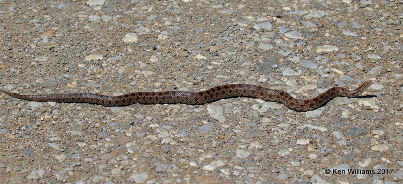 Prairie Kingsnake, Tall Grass Prairie, Osage Co, OK, 5-25-17, Jda_11652.jpg