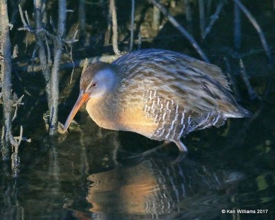 Clapper Rail 