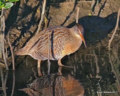 Clapper Rail, S. Padre Island, TX, 2-21-17, Rp_31852.jpg