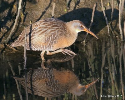 Clapper Rail, S. Padre Island, TX, 2-21-17, Rp_31856.jpg