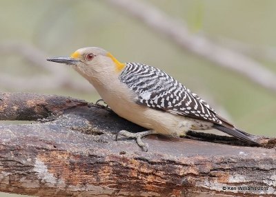 Golden-fronted Woodpecker female, Salineno, TX, 02_16_2017, Rp_29613.jpg