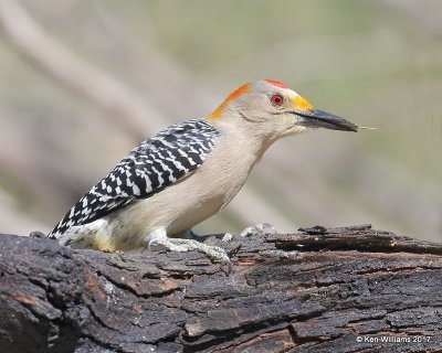 Golden-fronted Woodpecker male, Salineno, TX, 02_15_2017, Rp_29087.jpg