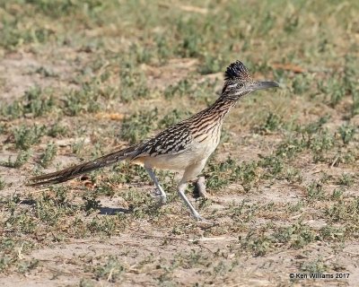 Greater Roadrunner, San Ygnacio, TX, 02_19_2017, Rp_29841.jpg