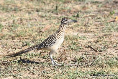 Greater Roadrunner, San Ygnacio, TX, 02_19_2017, Rp_29847.jpg