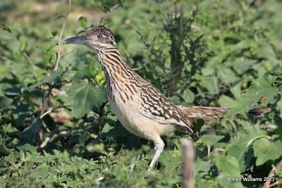 Greater Roadrunner, San Ygnacio, TX, 02_19_2017, Rp_29854.jpg