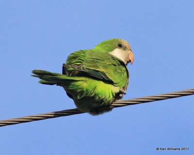 Parakeets