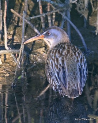 Clapper Rail, S. Padre Island, TX, 2-21-17, Rp_31769.jpg