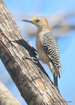 Golden-fronted Woodpecker female, Salineno, TX, 02_15_2017, Rp_28788.jpg