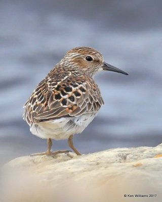 Least Sandpiper, Manistique, MI, 5-19-17, Jda_49608.jpg