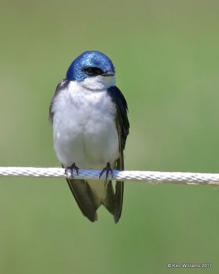 Tree Swallow, Magee Marsh, OH, 5-15-17, Jda_46136.jpg