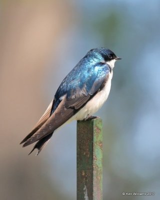 Tree Swallow, Magee Marsh, OH, 5-15-17, Jda_46137.jpg