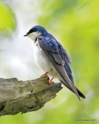 Tree Swallow, Magee Marsh, OH, 5-17-17, Jda_47501.jpg