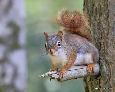 American Red Squirrel