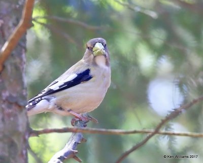 Evening Grosbeak female, Grayling, MI, 5-19-17, Jda_49058.jpg