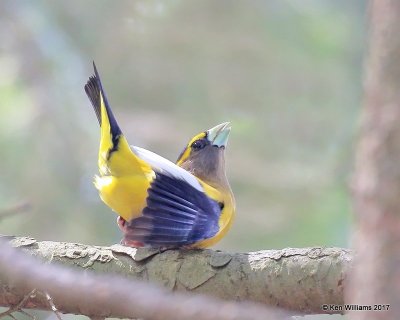 Evening Grosbeak male, Grayling, MI, 5-19-17, Jda_49097.jpg