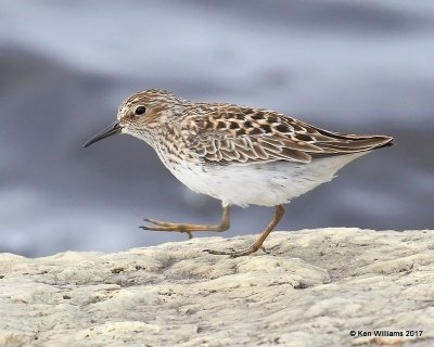 Least Sandpiper, Manistique, MI, 5-19-17, Jda_49614.jpg