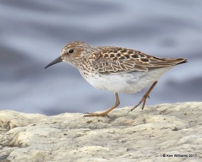 Least Sandpiper, Manistique, MI, 5-19-17, Jda_49615.jpg