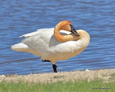 Trumpeter Swan