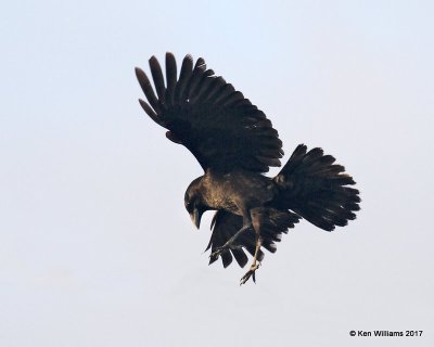 American Crow, Oceanside, CA, 3-22-17, Ja_34655.jpg