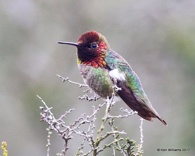 Anna's Hummingbird, Torrey Pines Reserve, CA, 3-22-17, Jda_34152.jpg
