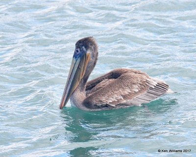 Brown Pelican - Pacific subspecies juvenile, Harford Pier, CA, 3-25-17, Jda_39191.jpg