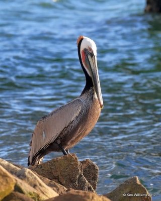 Brown Pelican - Pacific subspecies, Oceanside, CA, 3-22-17, Jda_34400.jpg
