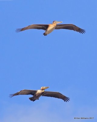 Brown Pelicans - Pacific subspecies, Oceanside, CA, 3-22-17, Jda_34518.jpg