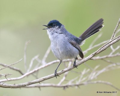 California Gnatcatcher male, Torrey Pines Reserve, CA, 3-22-17, Jda_34272.jpg