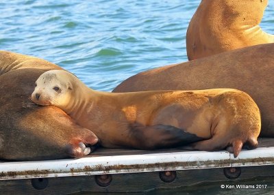 California Sea Lions, San Diego Co, CA, 3-22-17, Jda_34376.jpg