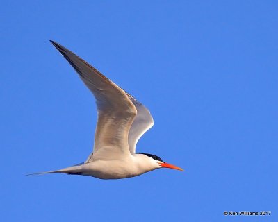 Elegant Tern, Bolsa Chica Reserve, CA, 3-23-17, Jda_35316.jpg
