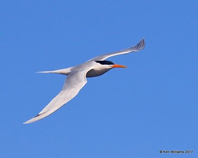 Elegant Tern, Bolsa Chica Reserve, CA, 3-23-17, Jda_36692.jpg